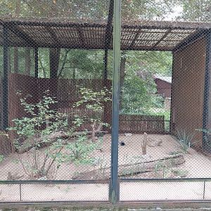 Pheasantry - Burrowing Owl (Athene cunicularia)