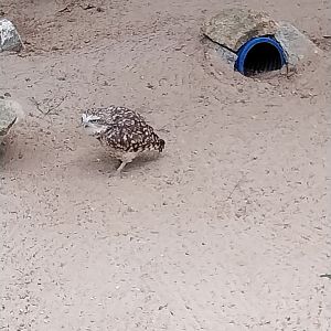 Pheasantry - Burrowing Owl (Athene cunicularia)