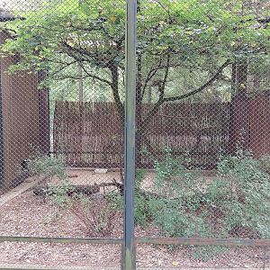 Pheasantry - Cabot's Tragopan (Tragopan caboti)