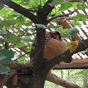 Pheasantry - Cabot's Tragopan (Tragopan caboti)