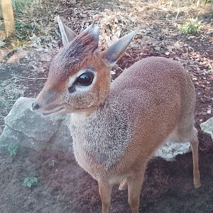 Jungle Kingdom - Kirk's Dik-Dik 020325