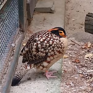 Pheasantry - Cabot's Tragopan (Tragopan caboti)