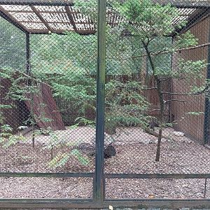 Pheasantry - Siamese Fireback (Lophura diardi)