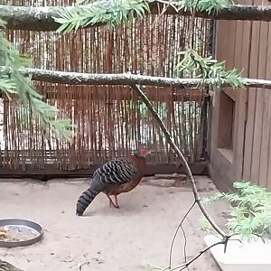 Pheasantry - Siamese Fireback (Lophura diardi)