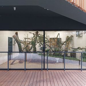 Birdhouse - Montserrat Oriole (Icterus oberi) and Crested Partridge (Rollulus roulroul)