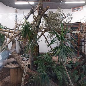 Birdhouse - Montserrat Oriole (Icterus oberi) and Crested Partridge (Rollulus roulroul)
