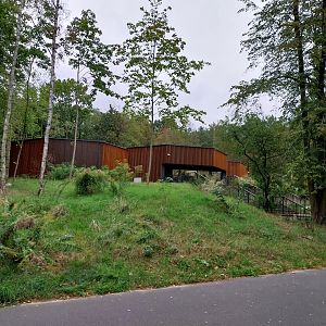 Birdhouse - Montserrat Oriole (Icterus oberi) and Crested Partridge (Rollulus roulroul)
