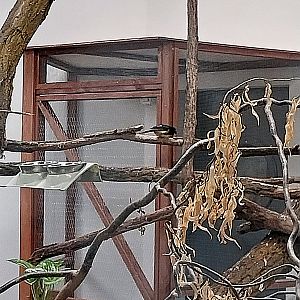 Birdhouse - Montserrat Oriole (Icterus oberi) (male)