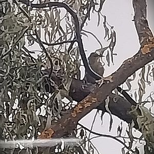 Birdhouse - Montserrat Oriole (Icterus oberi) (female)