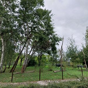 South America - Yucatan Spider Monkey (Ateles geoffroyi yucatanensis)