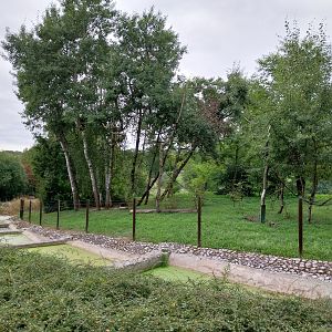 South America - Yucatan Spider Monkey (Ateles geoffroyi yucatanensis)