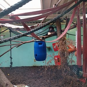 South America - Yucatan Spider Monkey (Ateles geoffroyi yucatanensis)