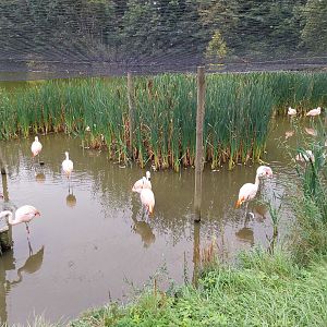 South America - Chilean Flamingo (Phoenicopterus chilensis)