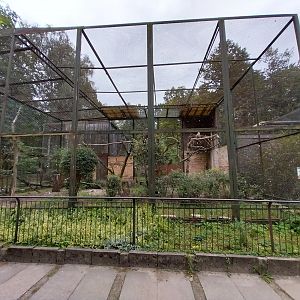 Birds of Prey - White-tailed Sea Eagle (Haliaeetus albicilla)