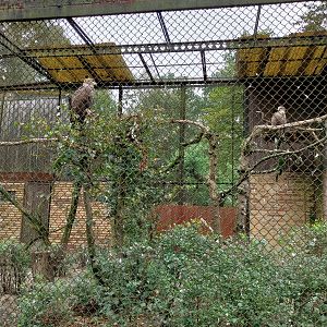 Birds of Prey - White-tailed Sea Eagle (Haliaeetus albicilla)