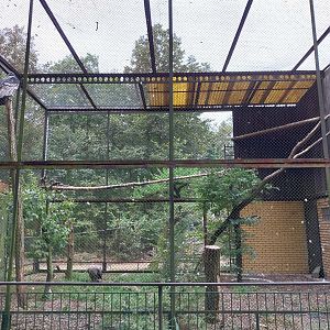 Birds of Prey - Andes Condor (Vultur gryphus)