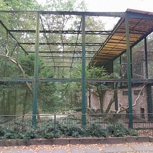 Birds of Prey - Steller's Sea Eagle (Haliaeetus pelagicus)