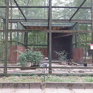 Birds of Prey - European Crane (Grus grus)