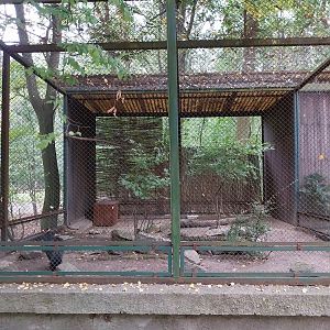 Birds of Prey - Blue Ear-pheasant (Crossoptilon auritum)