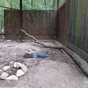 Birds of Prey - Blue Ear-pheasant (Crossoptilon auritum)