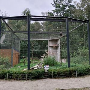 Birds of prey - Bald Eagle (Haliaeetus leucocephalus)