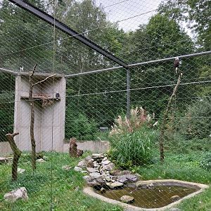 Birds of prey - Bald Eagle (Haliaeetus leucocephalus)
