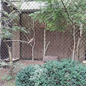 Birds of prey - European Kestrel (Falco tinnunculus tinnunculus)