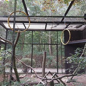 Birds of prey - Striated Caracara (Phalcoboenus australis)