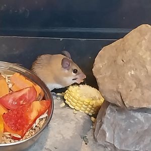 Rodent House - North African Gerbil (Gerbillus campestris)