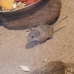 Roden House - Arabian Spiny Mouse (Acomys dimidiatus)