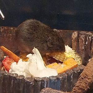 Rodent House - Reed Vole (Alexandromys fortis)