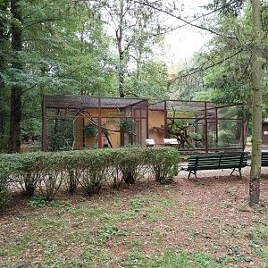 Small Carnivores - Two-spotted Palm Civet (Nandinia binotata) (left) - Yucatan Margay (Leopardus wiedii yucatanicus)