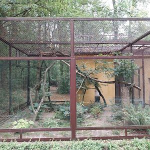 Small Carnivores - Two-spotted Palm Civet (Nandinia binotata) enclosure