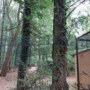 Small Carnivores - Two-spotted Palm Civet (Nandinia binotata) adventure trail