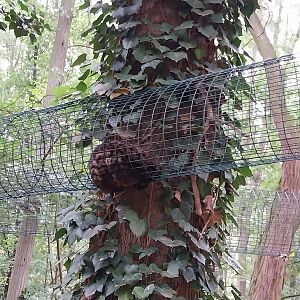 Small Carnivores - Two-spotted Palm Civet (Nandinia binotata)