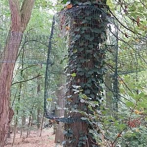 Small Carnivores - Two-spotted Palm Civet (Nandinia binotata) adventure trail