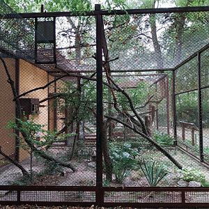 Small Carnivores - Two-spotted Palm Civet (Nandinia binotata) enclosure