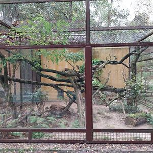 Small Carnivores - Yucatan Margay (Leopardus wiedii yucatanicus)