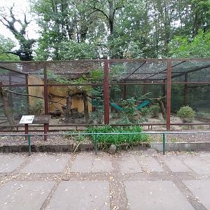 Small Carnivores - Cape Genet (Genetta tigrina)