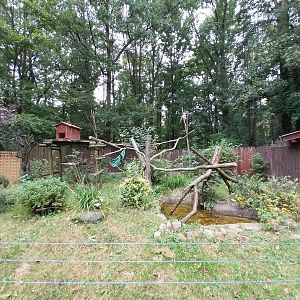 Small Carnivores - Malayan Binturong (Arcticitis binturong binturong)
