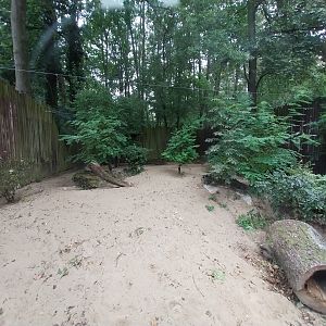 Small Carnivores - South African Bat-eared Fox (Otocyon megalotis megalotis)