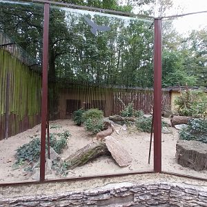 Small Carnivores - Caracal (Caracal caracal)