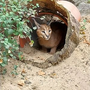 Small Carnivores - Caracal (Caracal caracal)