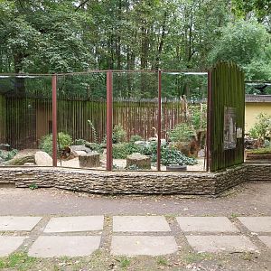 Small Carnivores - Caracal (Caracal caracal)