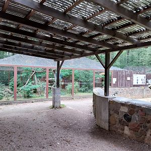 Small Carnivores - Amur Leopard Cat (Prionailurus bengalensis euptilura)