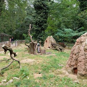 Small Carnivores - Meerkat (Suricata suricatta)