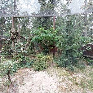 Small Carnivores - Amur Leopard Cat (Prionailurus bengalensis euptilura)