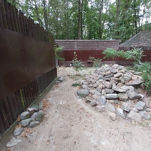 Small Carnivores - Siberian Pallas' Cat (Otocolobus manul manul)