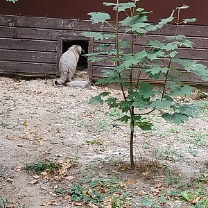 Small Carnivores - Siberian Pallas' Cat (Otocolobus manul manul)