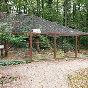 Small Carnivores - European Wild Cat (Felis silvestris silvestris)